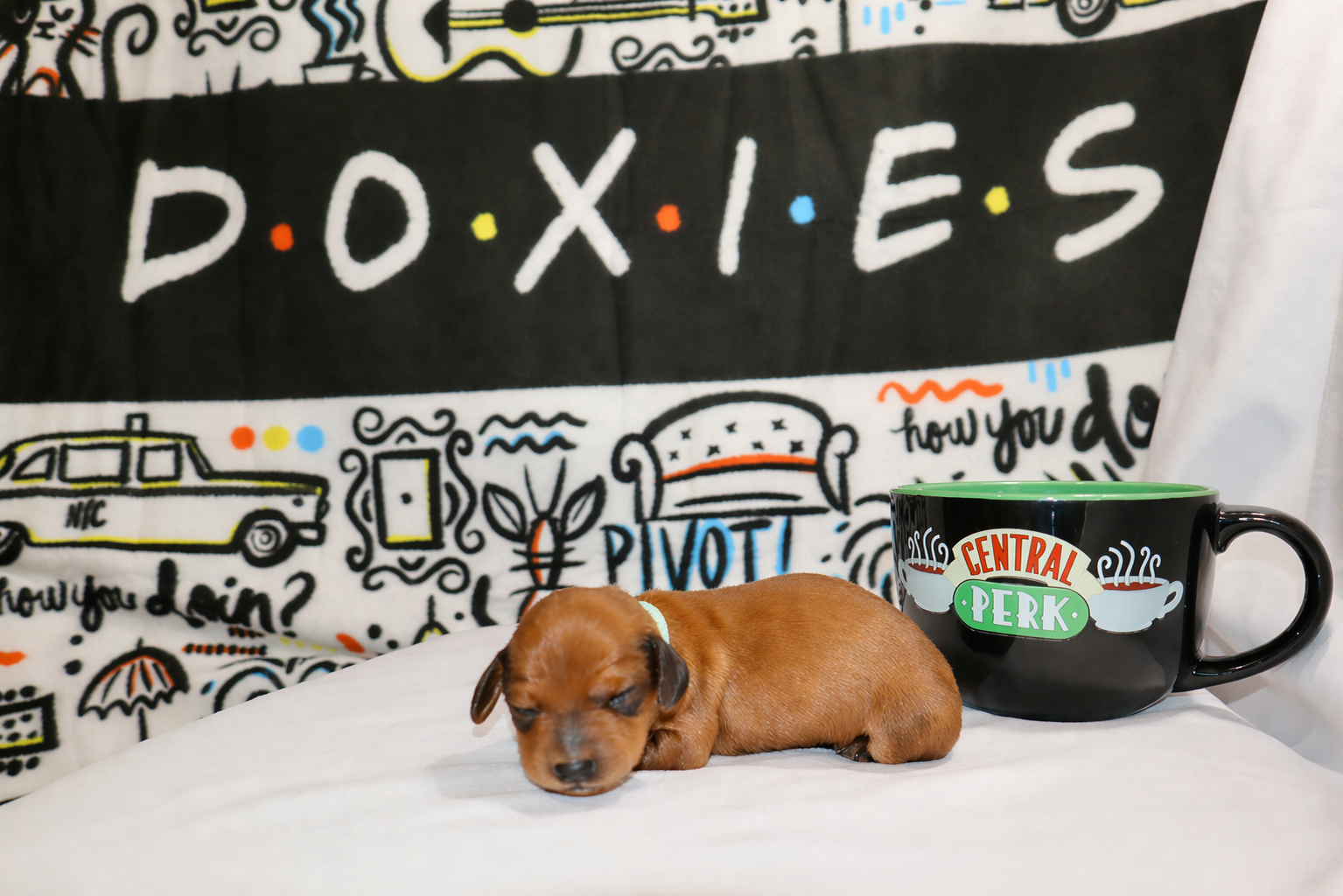 Chandler puppy