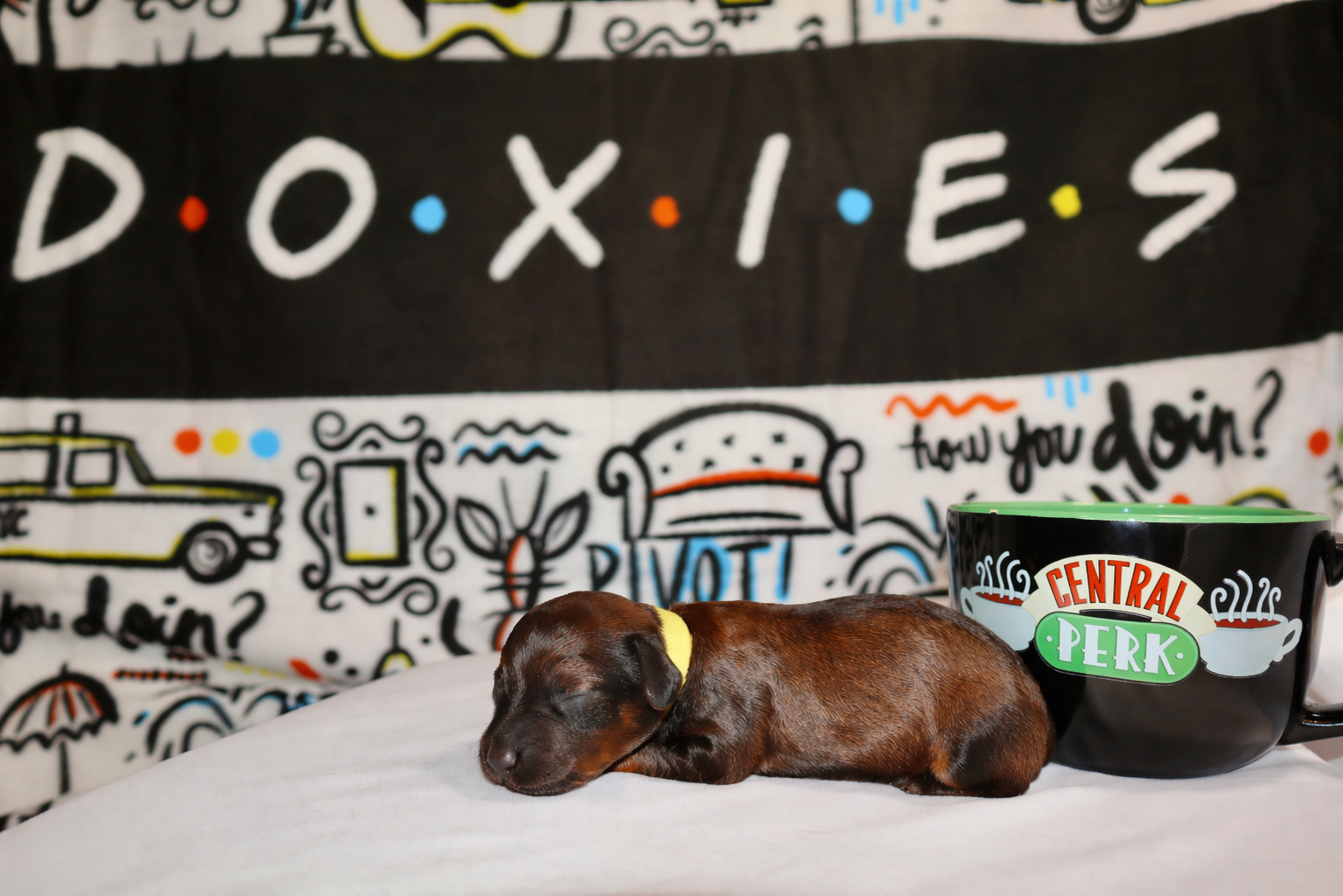 Joey puppy