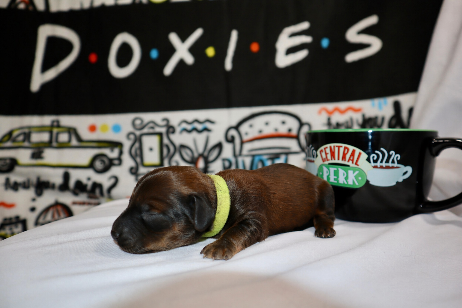 Ross puppy