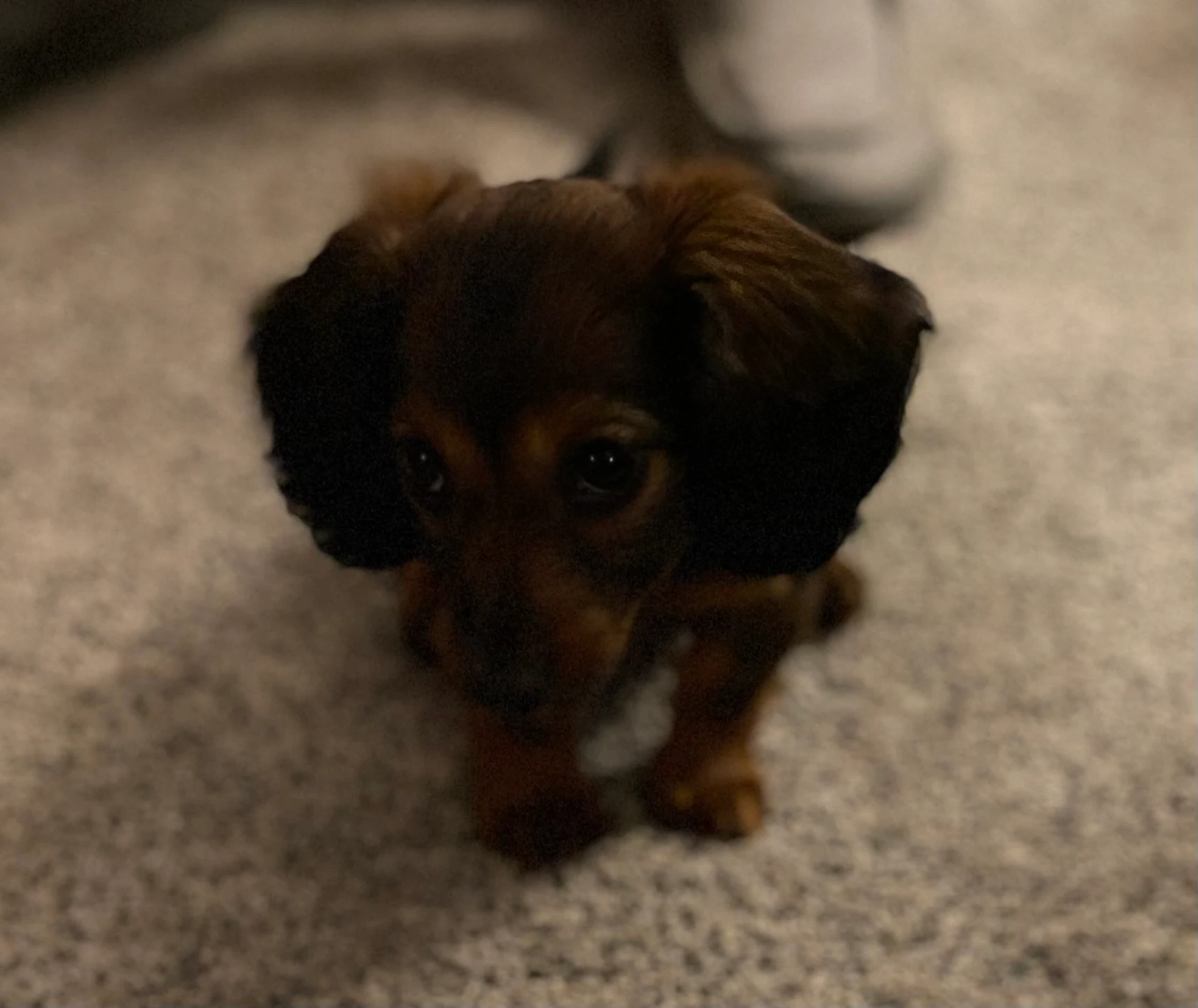 Berry family Isle of Doxies puppy close-up portrait