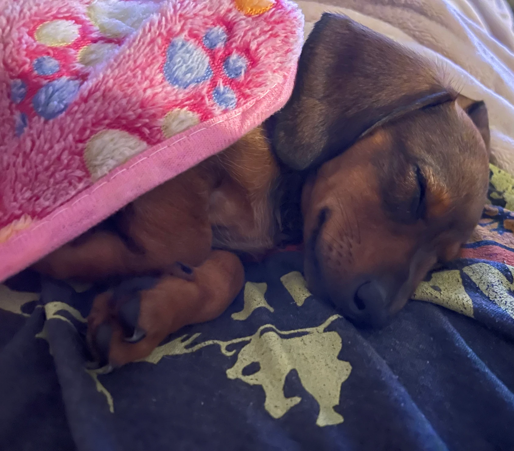 Heather Carroll's Isle of Doxies puppy resting under a blanket