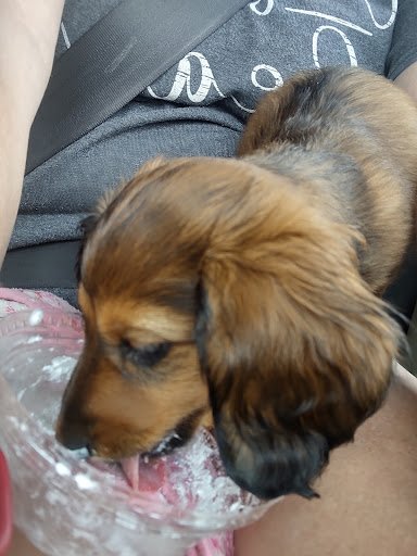 Laura Barlow's Isle of Doxies puppy
